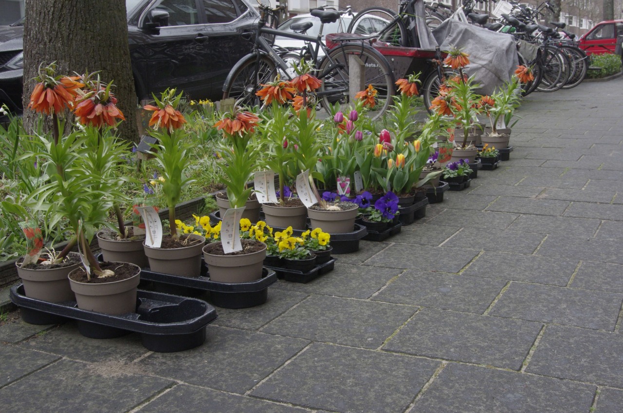../image/20230318t130653_pgts8497de_oranje_keizierskroonplanten,_tulpen_en_viooltjes.jpg