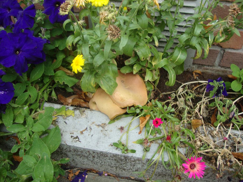 ../image/dc03526.jpg